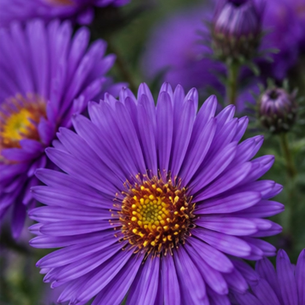 Grape Crush New England Aster