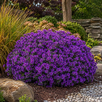 Grape Crush New England Aster