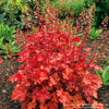 Almanac Planting Co: Heuchera 'Peach Crisp' Coral Bells with glowing peach-orange foliage in garden bed