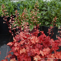 Almanac Planting Co: Heuchera 'Peach Crisp' Coral Bells blooming with white flower spikes above peach foliage