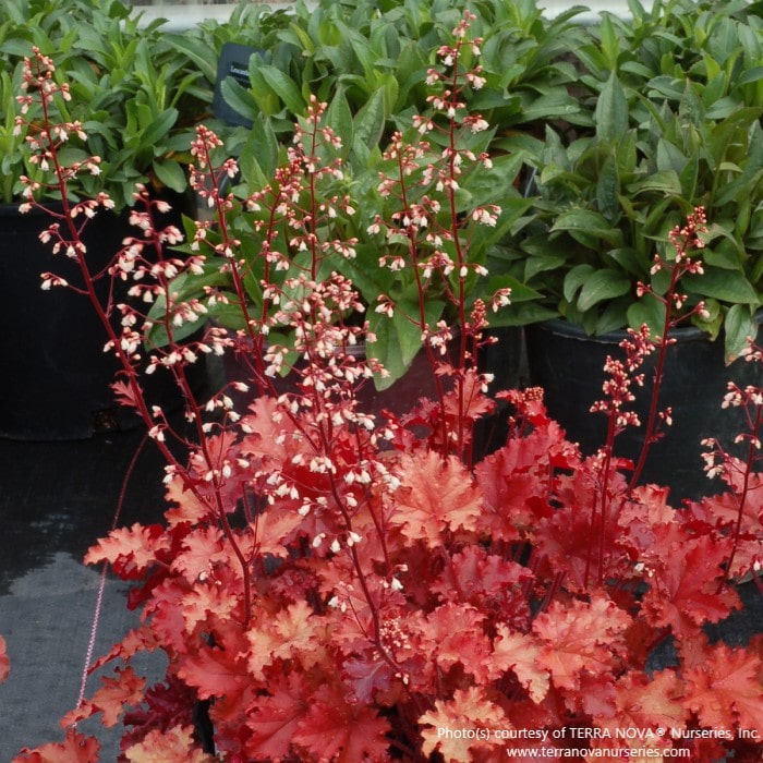 Almanac Planting Co: Heuchera 'Peach Crisp' Coral Bells blooming with white flower spikes above peach foliage