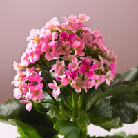 Almanac Planting Co: Pink Kalanchoe blossfeldiana in bloom with clusters of bright flowers and glossy green succulent leaves