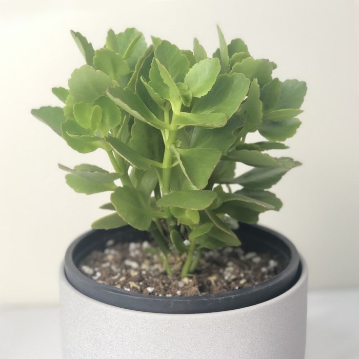 Almanac Planting Co: Compact Kalanchoe houseplant with dense green leaves and buds forming before bloom