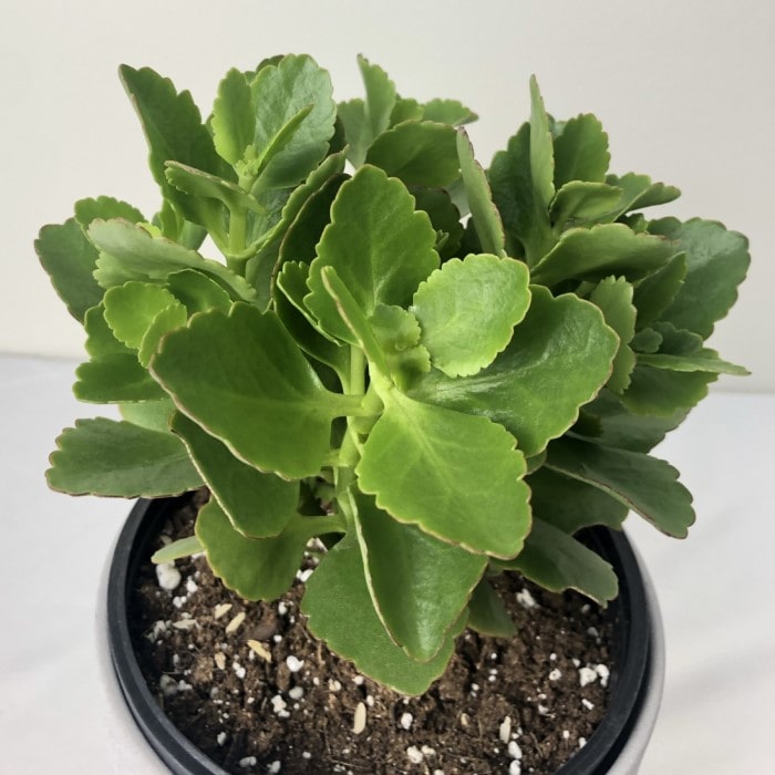 Almanac Planting Co: Potted Kalanchoe plant with thick fleshy leaves in early growth stage on neutral background