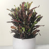 Almanac Planting Co: Mammy Croton plant with colorful twisted leaves in shades of red, orange, yellow, and green in white pot