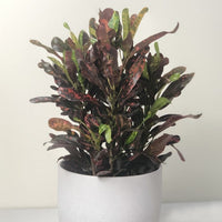Almanac Planting Co: Mammy Croton plant with colorful twisted leaves in shades of red, orange, yellow, and green in white pot