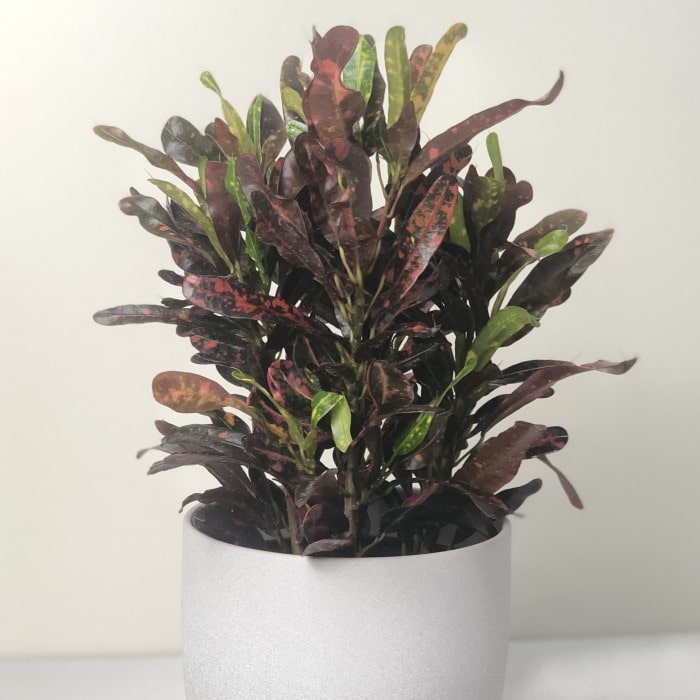 Almanac Planting Co: Mammy Croton plant with colorful twisted leaves in shades of red, orange, yellow, and green in white pot