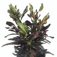 Almanac Planting Co: Close-up of Mammy Croton showing vibrant curled foliage with bold tropical colors and glossy texture