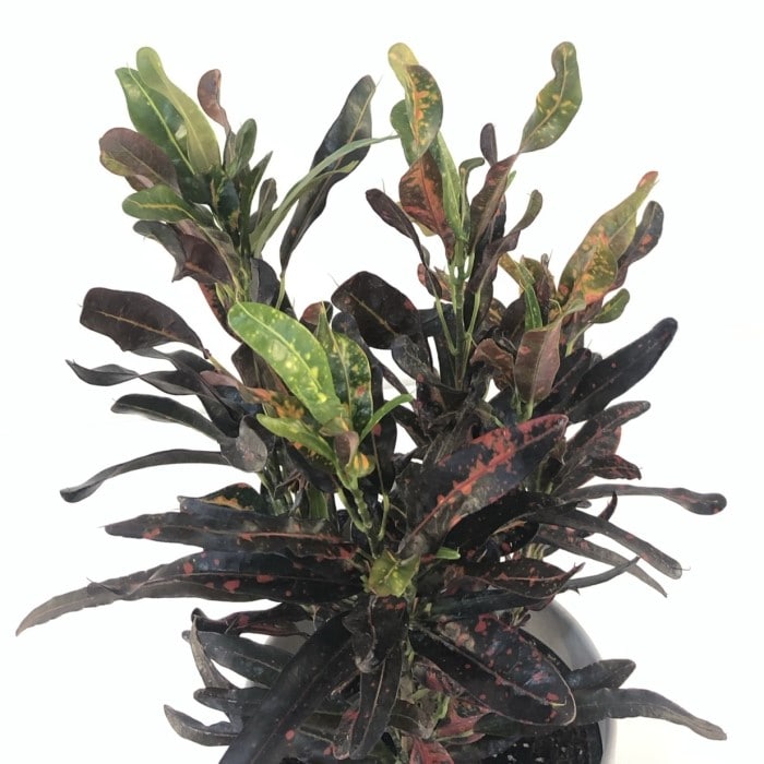 Almanac Planting Co: Close-up of Mammy Croton showing vibrant curled foliage with bold tropical colors and glossy texture