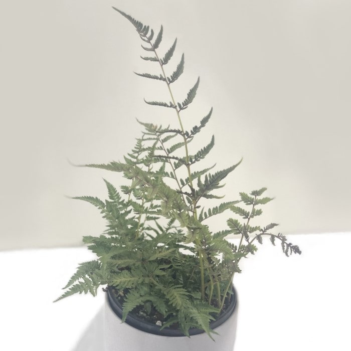 Almanac Planting Co: Potted Japanese Painted Fern displaying soft silver-green foliage with purple midribs indoors