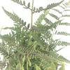 Almanac Planting Co: Japanese Painted Fern with silvery fronds and deep burgundy veins in shaded garden setting