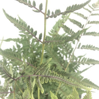 Almanac Planting Co: Japanese Painted Fern with silvery fronds and deep burgundy veins in shaded garden setting