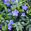 Almanac Planting Co: Close-up of vibrant blue Periwinkle (Vinca minor) flowers, known for their charming star-shaped blooms, nestled among glossy green leaves, ideal for ground cover and controlling erosion.