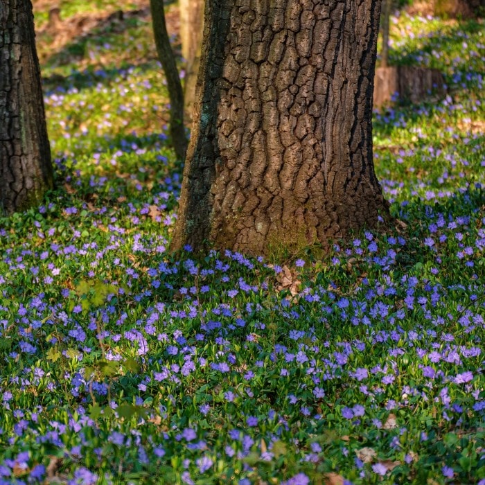 Almanac Planting Co: A lush carpet of Periwinkle (Creeping Myrtle) under a canopy of trees, demonstrating its use as an effective and decorative ground cover that thrives in shaded areas.