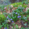 Almanac Planting Co: Periwinkle (Vinca minor) flowers blooming along a forest floor, showcasing their natural beauty and resilience, perfect for woodland gardens and shaded landscape borders.