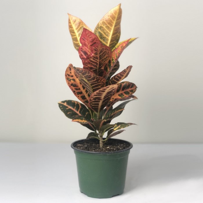 Almanac Planting Co: Petra Croton plant with broad glossy leaves in vibrant shades of red, orange, yellow, and green in decorative pot