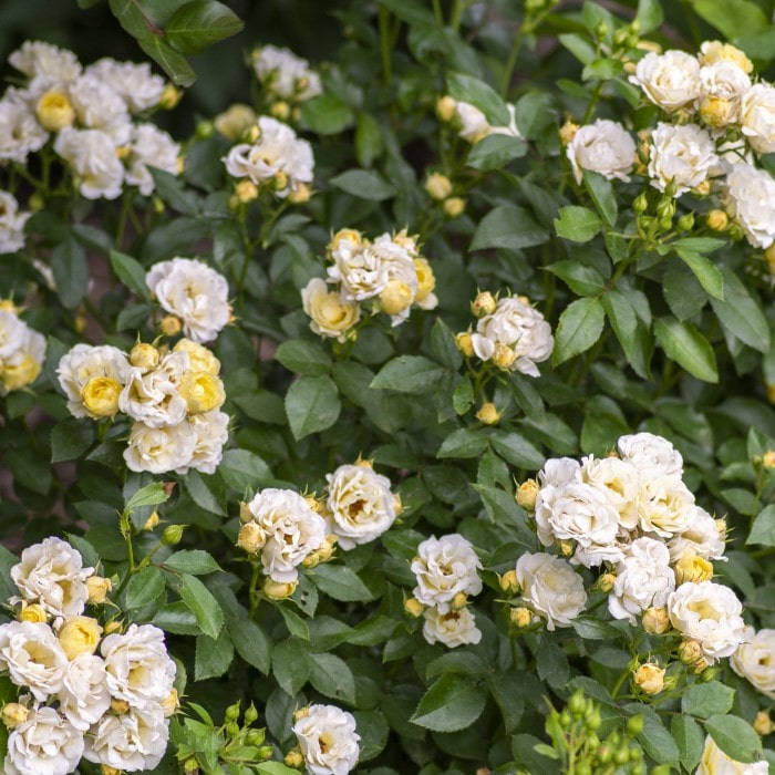 Almanac Planting Co: A garden scene is adorned with lush Popcorn Drift Roses (Rosa 'Novarospop'), their clusters of ivory blossoms with soft yellow centers providing a captivating contrast against the green foliage, ideal for mass plantings and garden accents that require minimal upkeep.