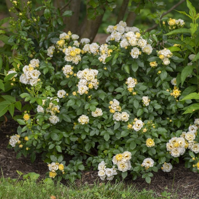 Almanac Planting Co: The dense foliage of the Popcorn Drift Rose (Rosa 'Novarospop') overflows with abundant small blooms, offering a showy yet manageable garden feature that's drought-resistant, making it a top pick for eco-conscious landscapes and xeriscaping designs.