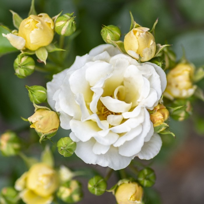 Almanac Planting Co: The Popcorn Drift Rose (Rosa 'Novarospop') captures attention with its cream-colored blooms and buds hinting of yellow, exemplifying the perfect blend of miniature rose beauty and groundcover functionality, an excellent choice for continuous summer blooms.