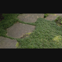 Almanac Planting Co: Low-growing Super Dwarf Mondo Grass used as a groundcover in a formal garden design