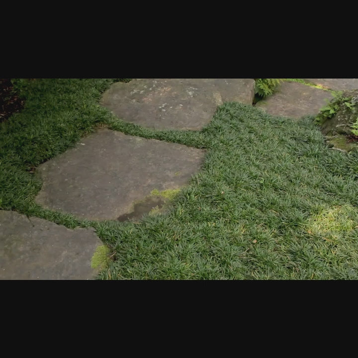 Almanac Planting Co: Low-growing Super Dwarf Mondo Grass used as a groundcover in a formal garden design