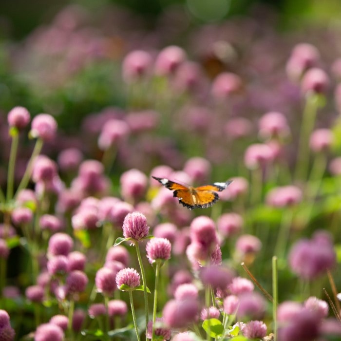 Almanac Planting Co: A field of raspberry cream globe amaranth flowers in bloom. There is a monarch butterfly in flight. 