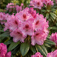 Roseum Elegans Rhododendron