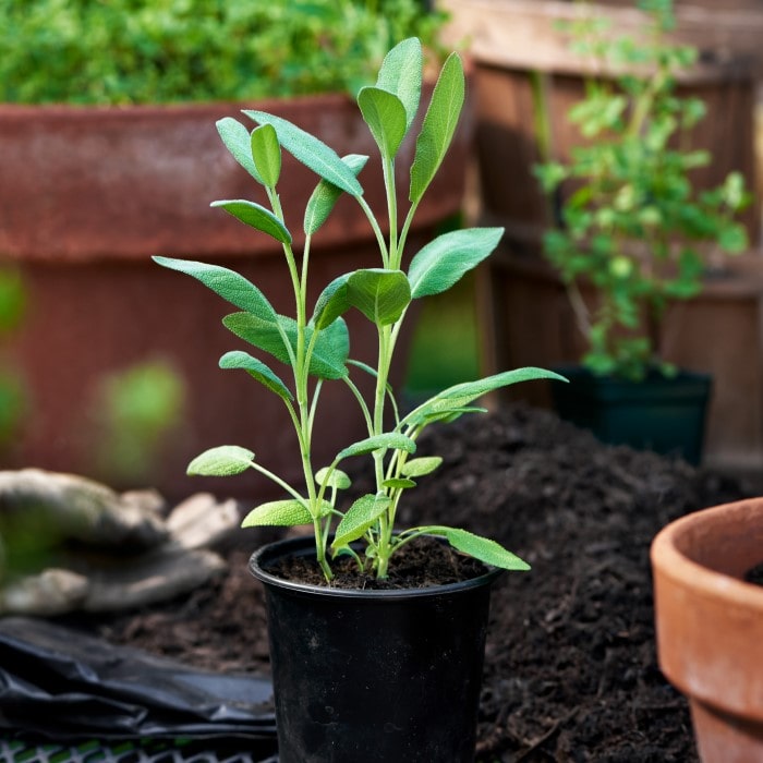 Almanac Planting Co: Young Broadleaf Sage (Salvia officinalis) starter plant in nursery pot ready for kitchen herb gardens