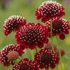 Almanac Planting Co: Celebrate the rich, velvety beauty of Scabiosa 'Fire King' with this garden close-up, showcasing its bold crimson-red blooms accented by striking white stamens. This stunning perennial is perfect for gardeners who want vivid summer color and long-lasting pollinator appeal.