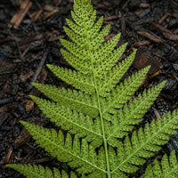 Spinulose Wood Fern
