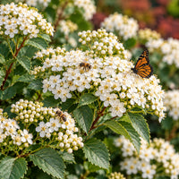 Tor Birchleaf Spirea