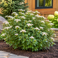 Tor Birchleaf Spirea