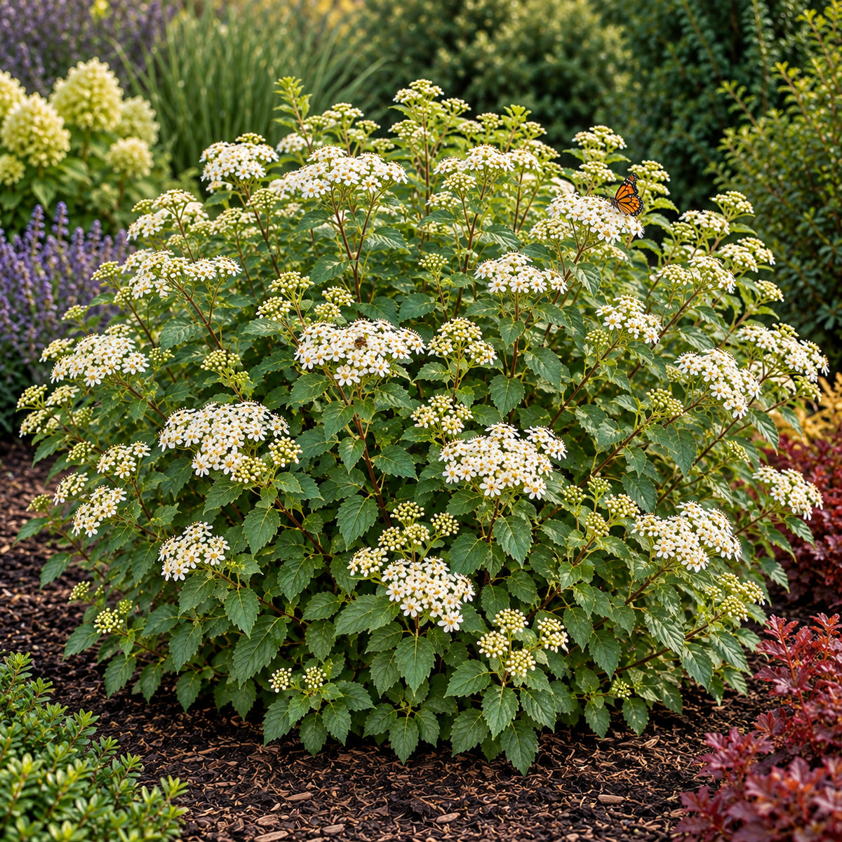 Tor Birchleaf Spirea