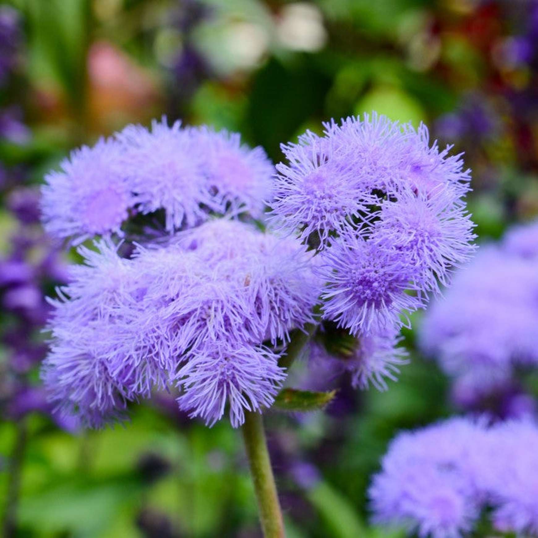 Almanac Planting Co Ageratum houstonianum 'Blue Horizon' Flower Image