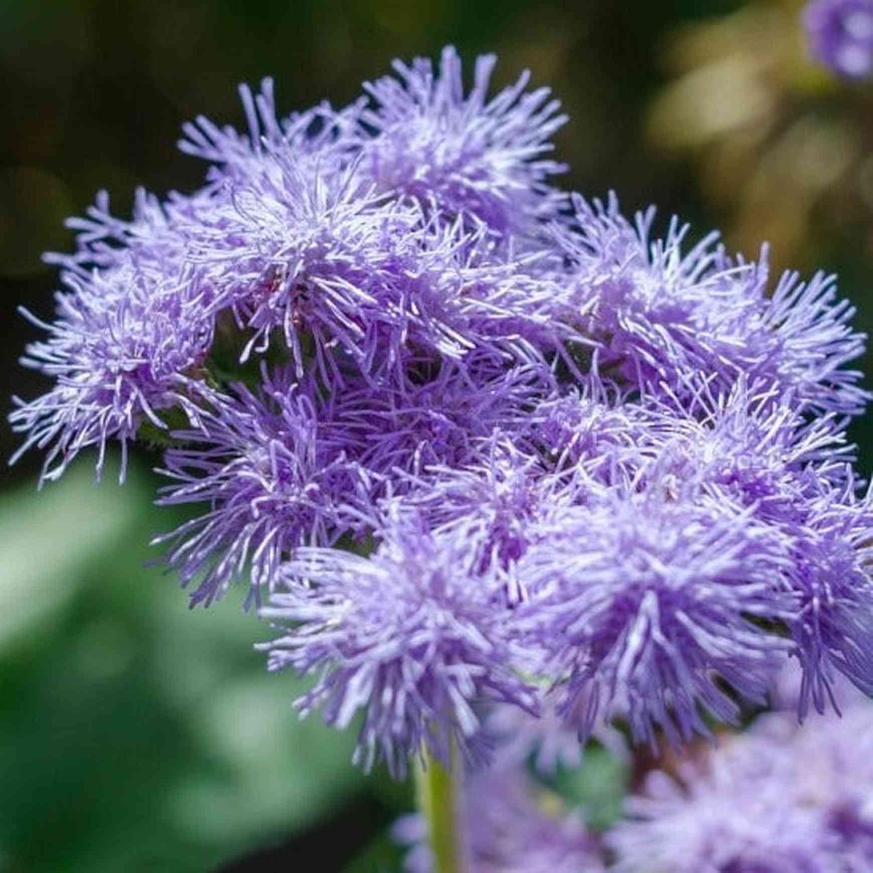 Almanac Planting Co Ageratum - Thumbnail 2