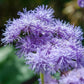 Almanac Planting Co Ageratum houstonianum 'Blue Horizon' in bloom