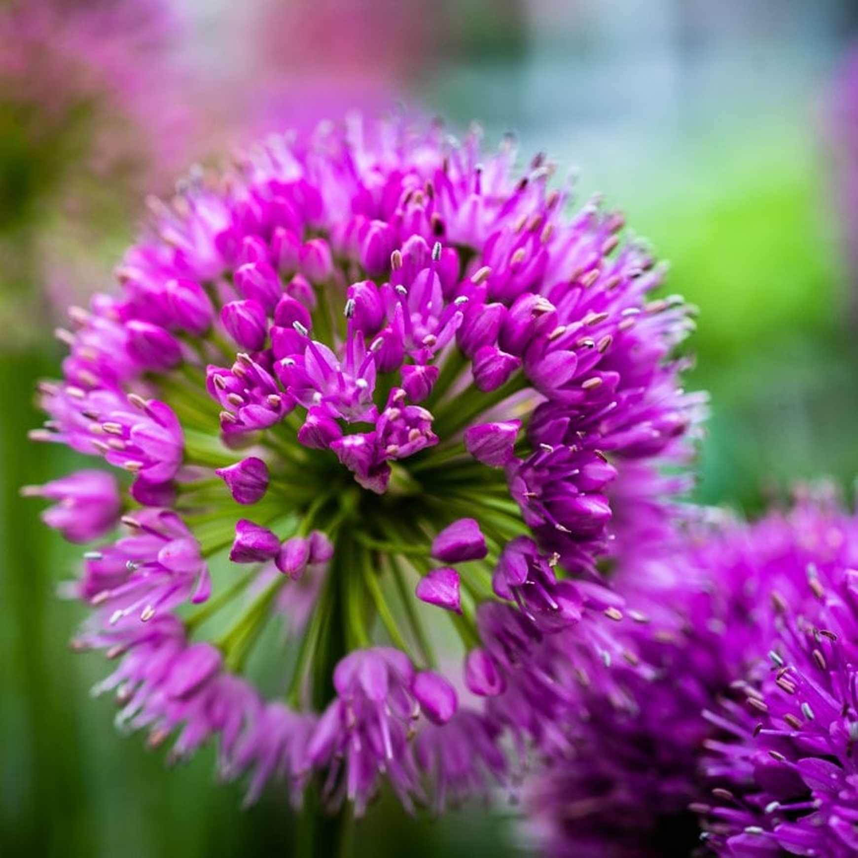 allium plant Plants That Work Ornamental Onion (Allium) Millenium