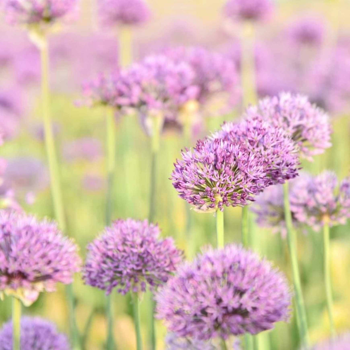 Almanac Planting Co Allium Millenium Fields of Globe Flowers