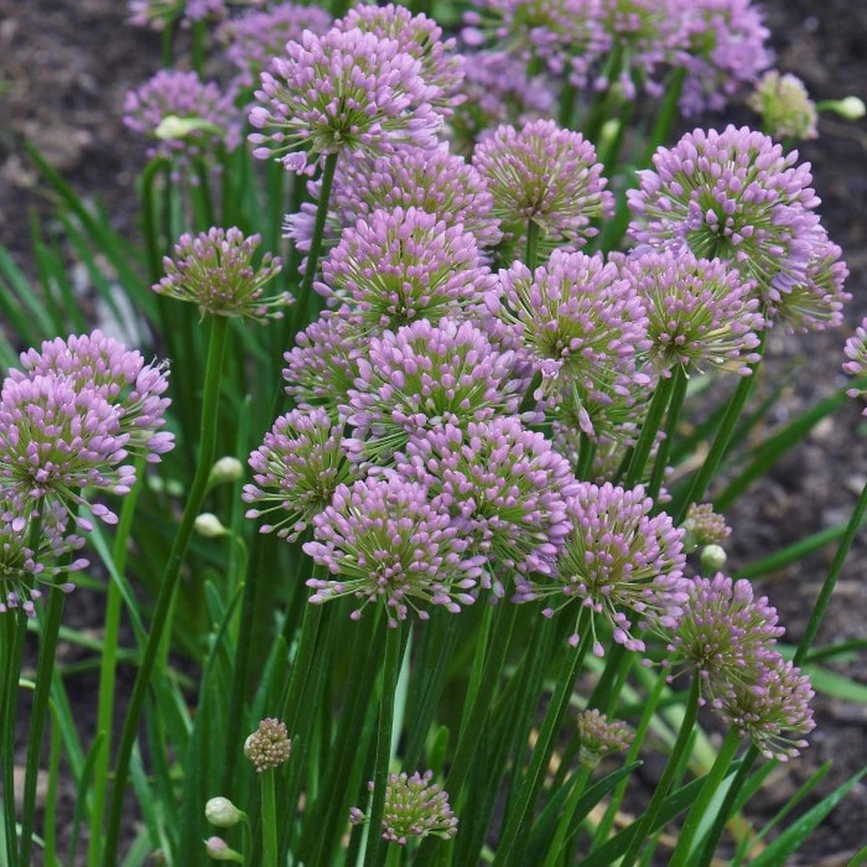 Almanac Planting Co Allium Millenium growing in a clump