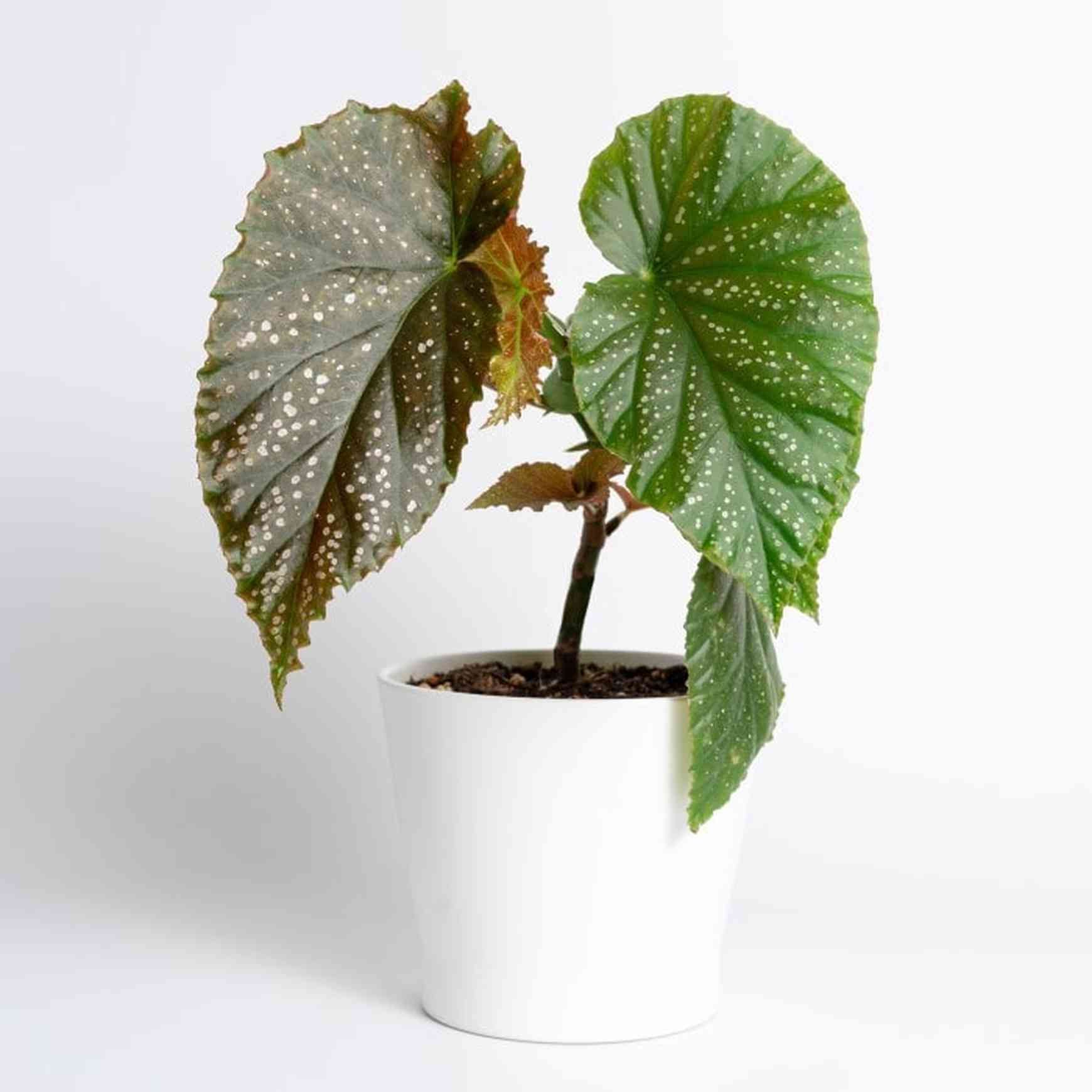 angel begonia plant care indoor Angel Wing Begonia