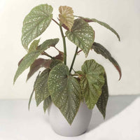 Almanac Planting Angel Wing Begonia Begonia x corallina Side View