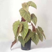 Almanac Planting Angel Wing Begonia (Begonia x corallina) 6" Grow Pot