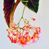 Almanac Planting Co Angel Wing Begonia Flower