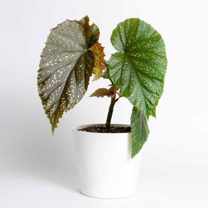 Almanac Planting Co Angel Wing Begonia in a white pot.