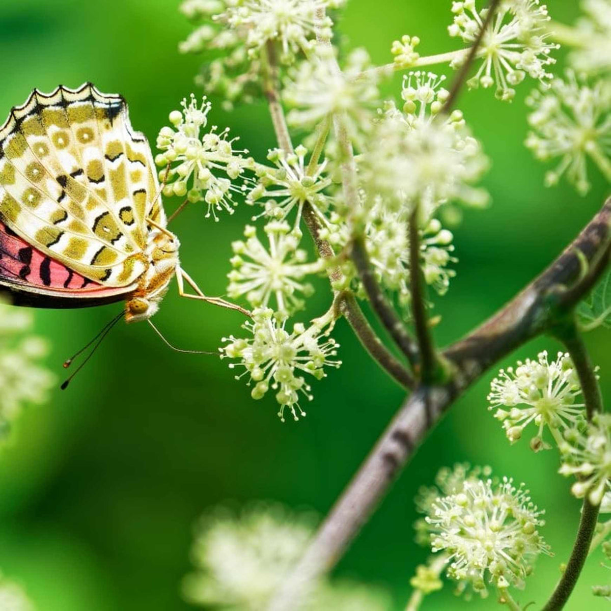 Almanac Planting Sun King (Japanese Spikenard) Aralia cordata in Flower with a moth