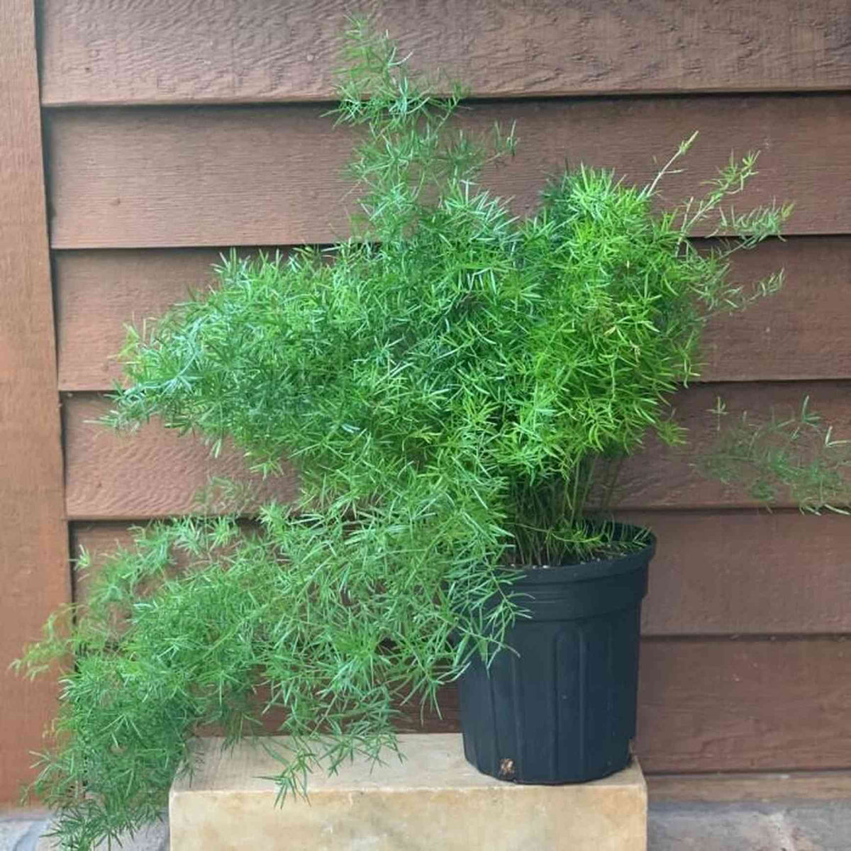 Almanac Planting Asparagus Fern 6" Pot
