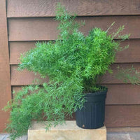 Almanac Planting Asparagus Fern 6" Pot