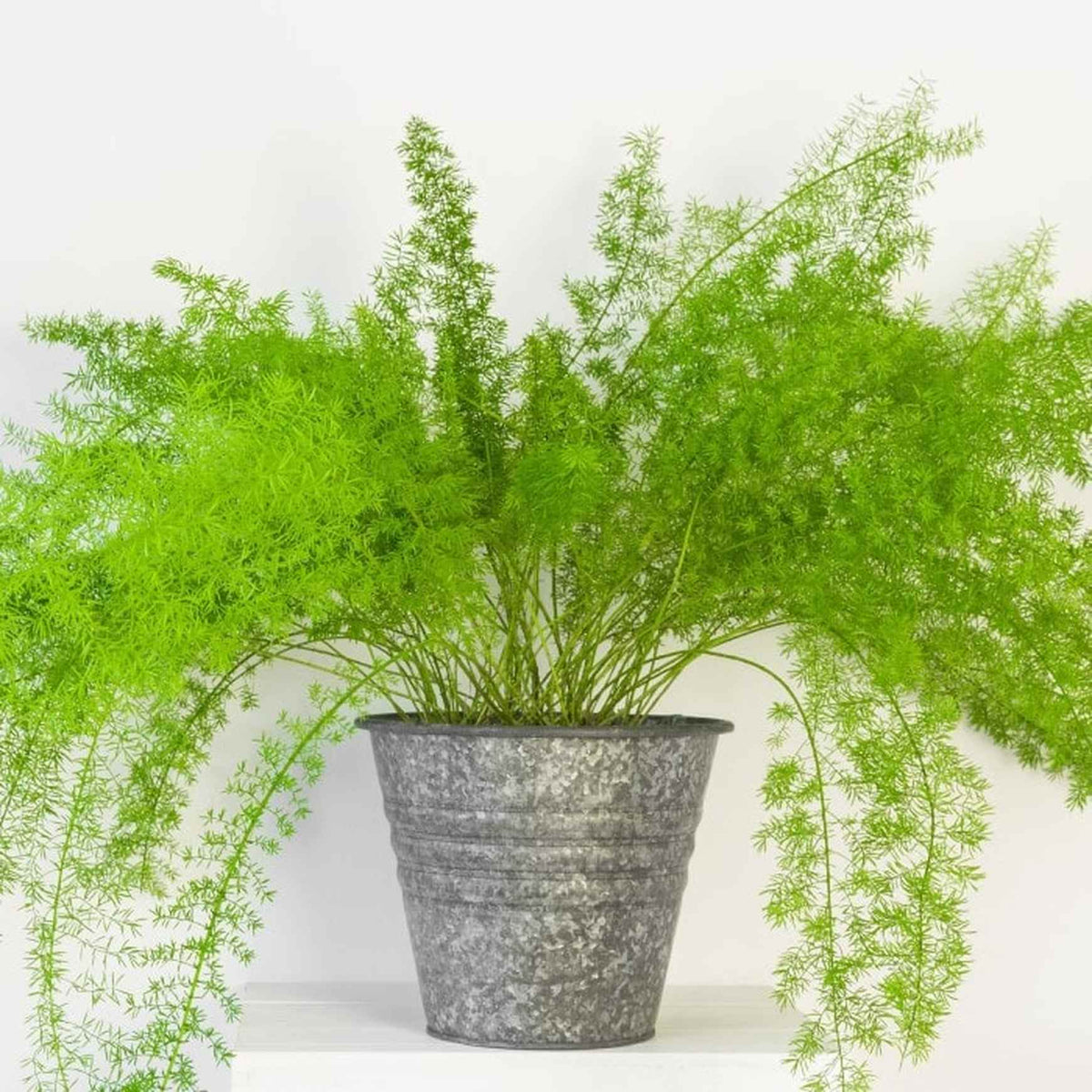 Almanac Planting Asparagus Fern