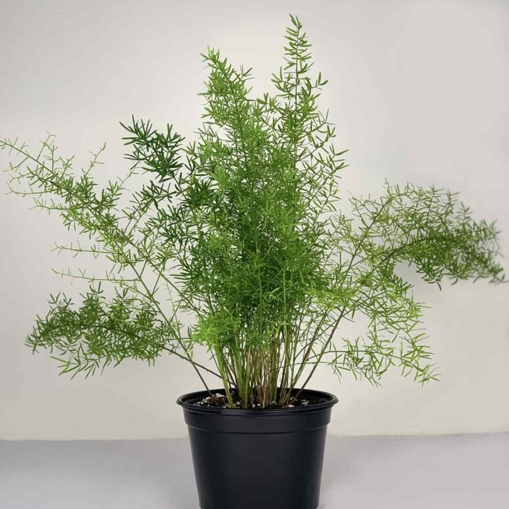 succulent asparagus Asparagus Fern