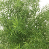 Fern 'Asparagus', Indoor Plant, Tropical Plant